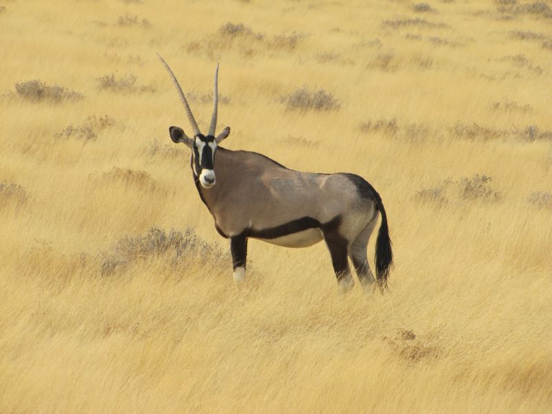 178-etosha oryx