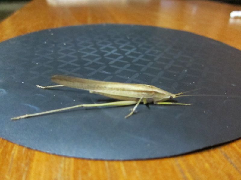 Bug on mouse pad
