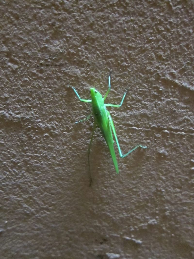 Bug on the wall