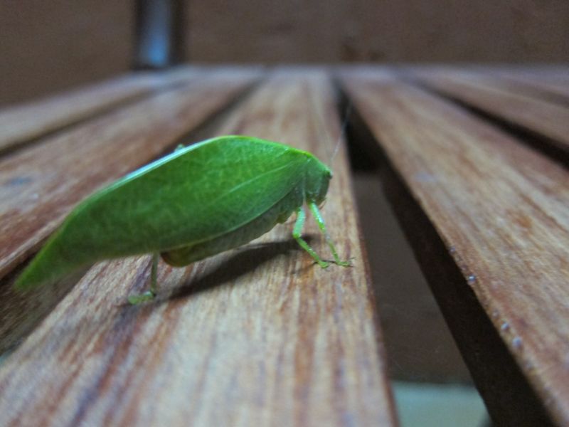 Bug