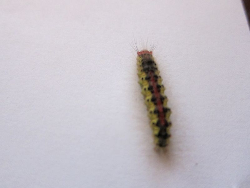 Caterpiller