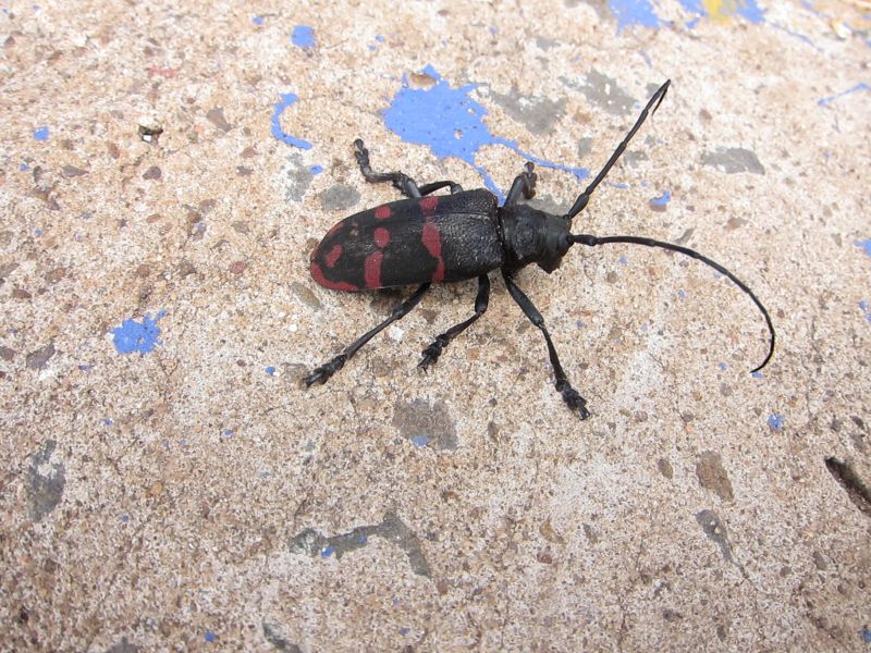 bug