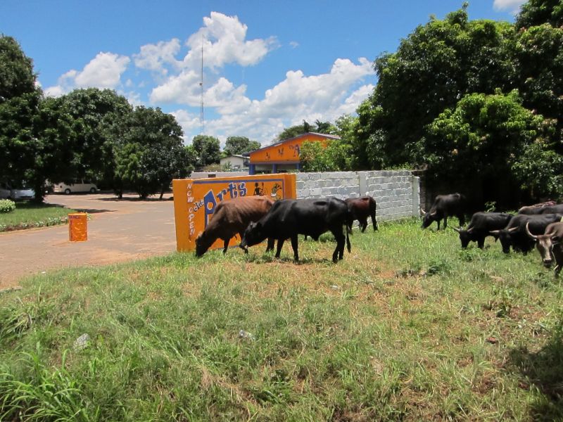 cows at the Arts Cafe