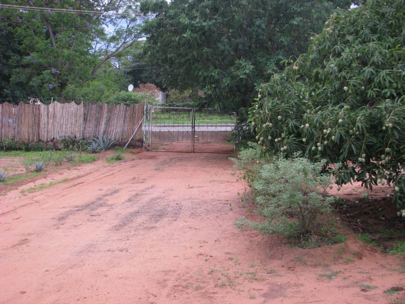 mango tree and driveway