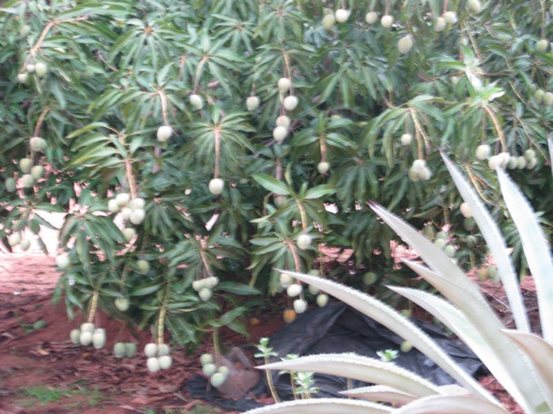 mango tree